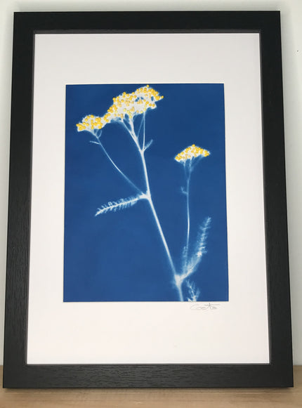 Cyanotype brodé - 